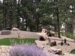 Amazing Dome with Incredible Forest Vistas in Hermosa, South Dakota - Hermosa - 3