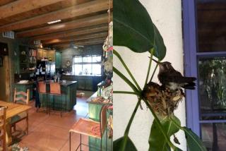 Peaceful Bed and Breakfast Suite near Madera Canyon in Amado, Arizona - Amado - 2