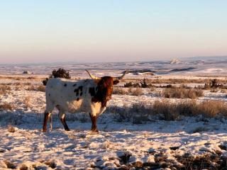 Cozy Cottage Rental for Six on a Working Ranch in Crawford, Nebraska - - 8