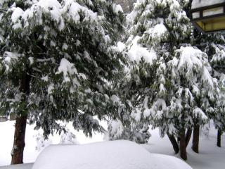 Lakeside Cozy Cabin Rental in the Mountains of Lake Arrowhead, California - Lake Arrowhead - 2