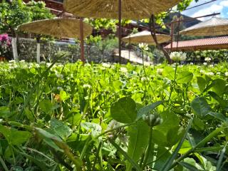 Guest House Luiza - Borsh - 9