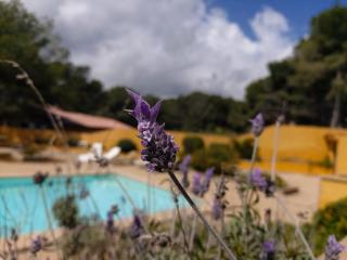 YourHouse Sol i Mar 1 beach apartment - Cala Mesquida - 7