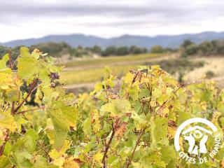 La cave de jean -  - 2