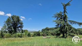 Le chinchilla - Gaillac - 1
