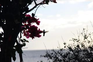 Villa Little beach house - Saint-Pierre - 6