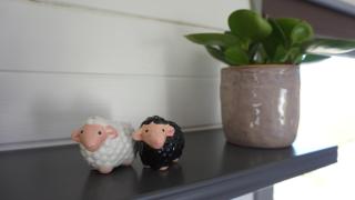 Bed and Breakfast Het schapenlandje - 1