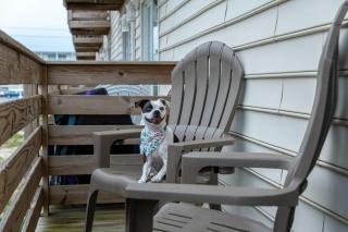 Gulf View 10 - Chill Vibes - Gulf Shores - 5