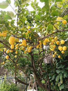 Lemon Apartment Monterosso - 5 Terre - Monterosso al Mare - 9