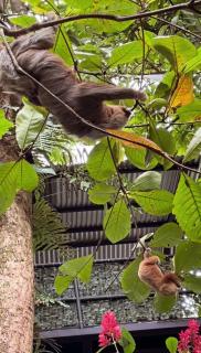 Iwa Zaru Sea view treehouse Free park tour & breakfast - 5