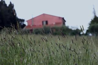 Podere Quercia al Santo - Lajatico - 2