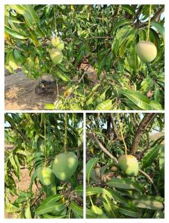 Home Stay in Cottage at Arogyam Yogashram organic farm - Mulshi - 5
