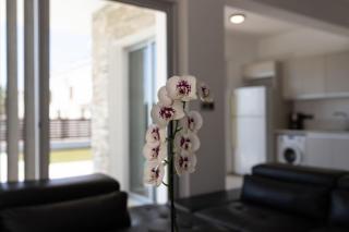 Villa Orchid - Kissonerga - 1