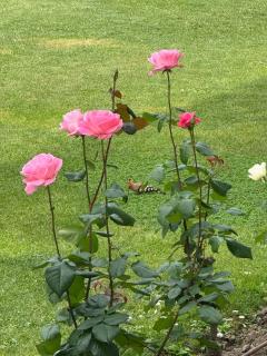 Wasan Camp Wadi Rum - 9