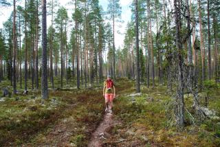 14 - Fulufjellets nasjonalparker - Natur-, dyre- og fugleopplevelser - Trysil - 7