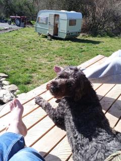 Myrtle the Yurt - - 7
