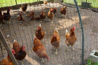 John Hollister Farm - Glastonbury - 4