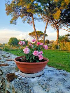 Il Giardino di Athena 1 - Paestum - 8