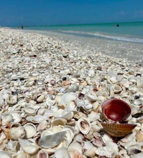 Cozy 1BR Bungalow Near Beach and Pet Friendly - Sanibel - 2