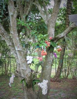 Royal Palms Villa, Pool, Spa, Private Gate, 1,5 acre - Delta - 2