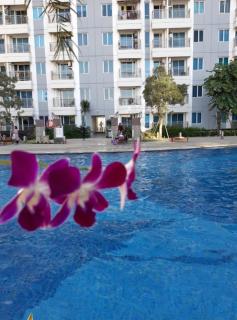 Orchard Tower 09A - Anderson Benson Tanglin Pakuwon Mall Netflix - WIFI - Pool View - Surabaya - 2