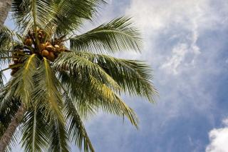 The Beach Villa on Newell Beach - 7