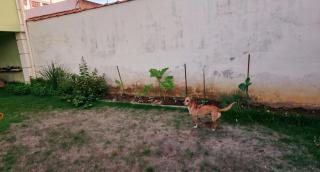 Espaço da Celma, a 5 min a pé do Parque das Águas - 1