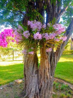 Recanto das Borboletas - 1