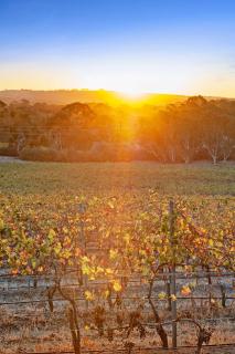 Vineyard Farmstay at Vista Fiano - Clare - 7