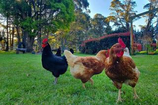 Creek View Cottage, Fitzroy Falls - 6