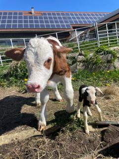 Pension Biofarma Slunečná - 8