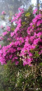 Mane Dara homestay - Darjeeling - 7