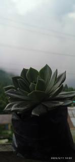 Mane Dara homestay - Darjeeling - 9