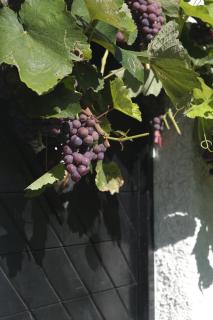 Anika's Wine Press - Lesično - 9