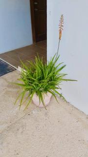 Sea Garden View 2-bed Studio w Pool Deck, 1stFl - Ciudad de Belice - 1