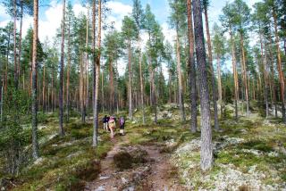 15 - Fulufjellets nasjonalparker - Natur-, dyre- og fugleopplevelser - Ljørdalen - 5