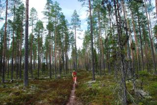 15 - Fulufjellets nasjonalparker - Natur-, dyre- og fugleopplevelser - Ljørdalen - 8