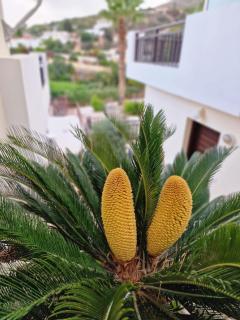 Skoutari Sunset 1 bedroom - Peyia - 8