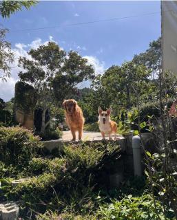 Scent Village - Bungalow - Da Lat - 3