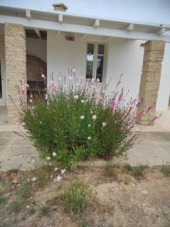 Trullo Contrada Specchi - Racale - 9