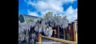 Tulip Cottage, Ballandean - 2