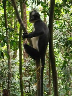 Jungle treking & Jungle Tour if you want to stay here,you must book treking only with us - Bukit Lawang - 9