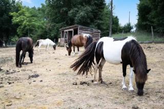 Chalets Camping Lacs d'Armagnac - 4
