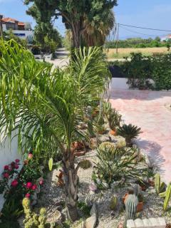 Cactus Living - Ialisos - 9