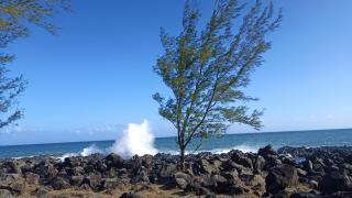 Les Bougainvilliers Entre MER et FORET - L’Étang-Salé - 9
