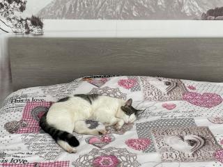 Villa Chat l'Heureuse de Cookie - 5