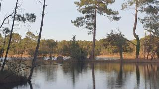 Le Gîte du Lac d'Hostens - Hostens - 7