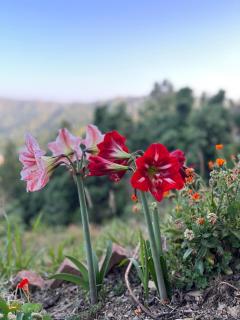 EcoEscape Mukteshwar - Mukteshwar - 3