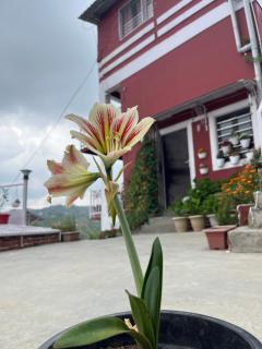 EcoEscape Mukteshwar - Mukteshwar - 7