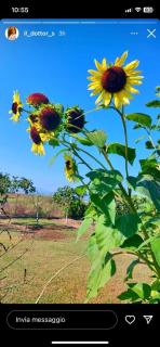 Cento Giorni B&B Costa Paestum - 1