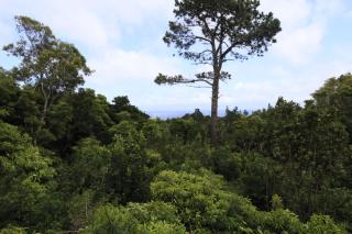 Casas do Caminho Novo - São Roque do Pico - 3